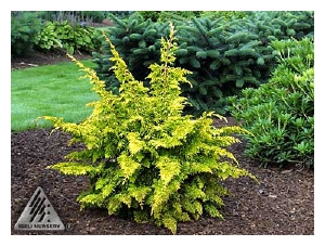 CHAMAECYPARIS obtusa 'Fernspray Gold'